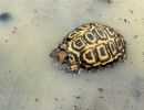 Natal-Gelenkschildkröte, Kinixys natalensis, – © John Zoran