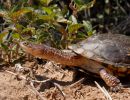 Chaco-Sumpfschildkröte, Acanthochelys pallidipectoris, – © Thomas Vinke