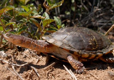 Acanthochelys pallidipectoris – Chaco-Sumpfschildkröte
