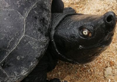 Batagur affinis – Südliche Batagur-Schildkröte