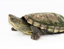 Rauhfuß-Klappschildkröte, Kinosternon hirtipes, – © Eduardo Reyes Grajales