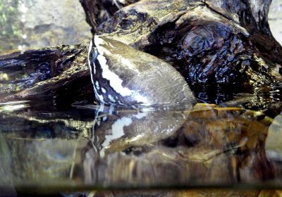 Malayemys subtrijuga – Malaien-Sumpfschildkröte