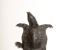 Huangshan-Weichschildkröte, Pelodiscus huangshanensis sp. nov., Dorsal Ansicht des Holotypes – © Song Huang und Yan An Gong
