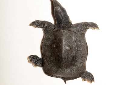 Pelodiscus huangshanensis sp. nov. – Huangshan-Weichschildkröte