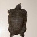 Huangshan-Weichschildkröte, Pelodiscus huangshanensis sp. nov., Dorsal Ansicht des Paratypes – © Song Huang und Yan An Gong
