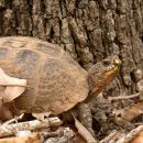 Dreizehen-Dosenschildkröte, Terrapene carolina triunguis, – © R. Dwayne Elmore