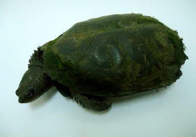 Acanthochelys spixii - Stachelhals-Sumpfschildkröte