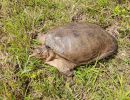 Florida-Weichschildkröte, Apalone ferox, aus den Everglades – © Carl May