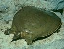 Glattrand-Weichschildkröten, Apalone mutica, – © Michael V. Plummer