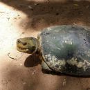 Bengalische Flussschildkröte, Batagur kachuga, – © Edoardo Bardi