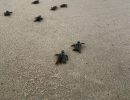 Unechte Karettschildkröte, Caretta caretta, Schlüpflinge am Strand – © Kayla Goforth