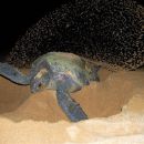 Schwarze Suppenschildkröte, Chelonia agassizii, – © Carlos Delgado-Trejo