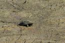 Zierschildkröte, Chrysemys picta, auf der Präzisionswanderung – © Timothy C.  Roth II