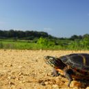 Zierschildkröte, Chrysemys picta, auf der Präzisionswanderung – © Timothy C.  Roth II