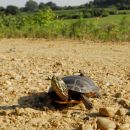 Zierschildkröte, Chrysemys picta, auf der Präzisionswanderung – © Timothy C.  Roth II