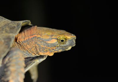 Gesägte Scharnierschildkröte, Cuora serrata, – © Thuong Van Pham