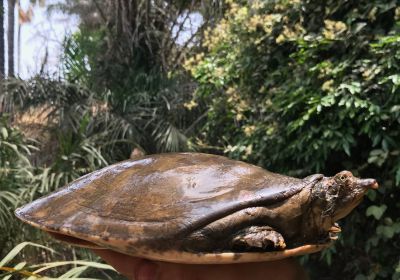 Cyclanorbis senegalensis – Senegal-Klappen-Weichschildkröte
