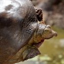Senegal-Klappen-Weichschildkröte, Cyclanorbis senegalensis, – © Pearson McGovern