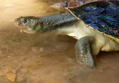 Elusor macrurus – Mary-River-Schildkröte