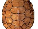 Amerikanische Sumpfschildkröte, Emydoidea blandingii, Carapaxaufsicht von einem Schlüpfling mit zwei symmetrischen Rippenschildanomalien – © Gerardo A. Cordero