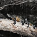 Kreffts Spitzkopfschildkröte, Emydura macquarii krefftii, zwei mondbadende Exemplare am Rossfluss – © Eric J. Nordberg
