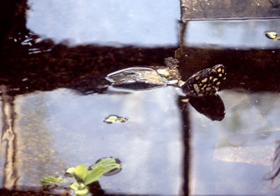 Geoclemys hamiltonii – Strahlen-Dreikielschildkröte