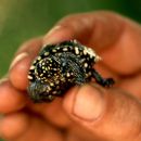Strahlen-Dreikielschildkröte, Geoclemys hamiltonii, – © Hans-Jürgen Bidmon