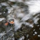 Waldbachschildkroete, Glyptemys insculpta, ein Tier im Wasserstrahl - © Hans-Jürgen Bidmon