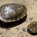 Gelbtupfen-Höckerschildkröte, Graptemys flavimaculata, – © Will Selman