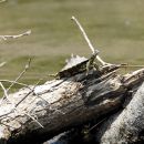 Gelbtupfen-Höckerschildkröte, Graptemys flavimaculata, ein männliches Exemplar – © Will Selman