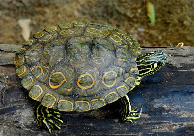 Graptemys oculifera – Pracht-Höckerschildkröte