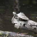 Pracht-Höckerschildkröte, Graptemys oculifera, – © Will Selman