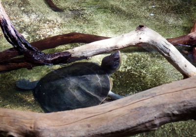 Mesoclemmys nasuta – Gewöhnliche Froschkopf-Schildkröte