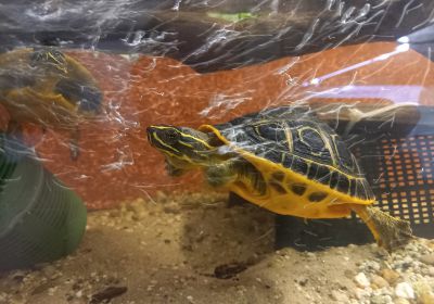 Morenia petersi – Vorderindische Pfauenaugenschildkröte