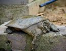 Nackendornen-Weichschildkröte, Palea steindachneri, – © Thuong Van Pham