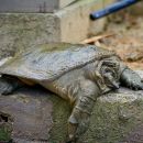 Nackendornen-Weichschildkröte, Palea steindachneri, – © Thuong Van Pham