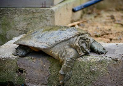 Palea steindachneri – Nackendornen-Weichschildkröte