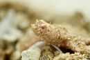 Chinesische Weichschildkröte, Pelodiscus sinensis, ein albinotischer Schlüpfling – © Robert Hentschel (www.chrysemys.com)