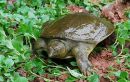 Chinesische Weichschildkröte, Pelodiscus sinensis, ein adultes Exemplar – © Jianhua Zhao