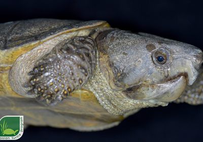 Platysternon megacephalum peguense – Großkopfschildkröte