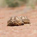 Stachelrand-Landschildkröte, Psammobates oculifer, – © Andrew Abraham