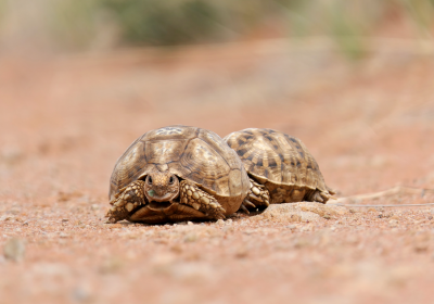 Psammobates oculifer – Stachelrand-Landschildkröte