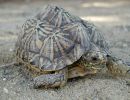 Zeltschildkröte, Psammobates tentorius tentorius, – © Thomas E. J. Leuteritz