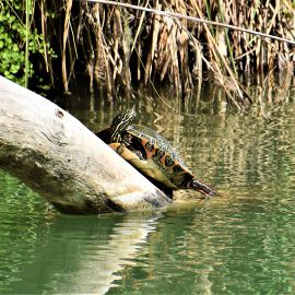 Rio Grande Schmuckschildkröte, Pseudemys gorzugi, ausgewachsenes, sich sonnendes Weibchen – © Ivana Mali