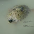 Rio Grande Schmuckschildkröte, Pseudemys gorzugi, ein ausgewachsenes Weibchen – © Michael Forstner