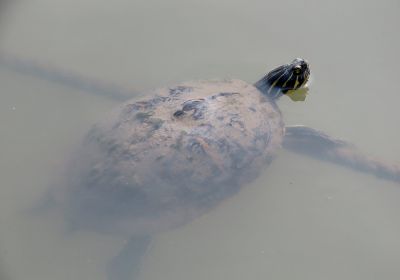 Pseudemys peninsularis – Halbinsel-Schmuckschildkröte