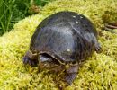 Gewöhnliche Moschusschildkröte, Sternotherus odoratus, – © Hans-Jürgen Bidmon