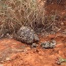 Pantherschildkröte, Stigmochelys pardalis, – © Andrea Webster