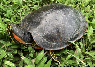 Trachemys medemi – Atrato-Schmuckschildkröte