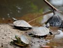 Rotwangen-Schmuckschildkröte, Trachemys scripta elegans, – © Hae-Jun Baek